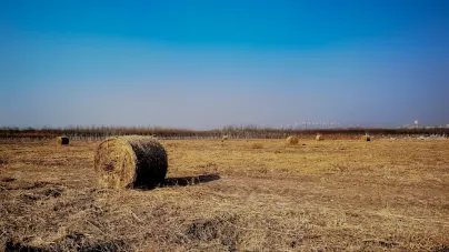 كاشولوت كازينو تطبيق الهاتف المحمول